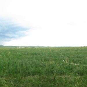 Grass lands