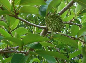 The soursop plant and leaves