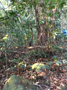 Thick ground vegetation in the forest.