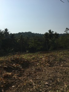 Dry land with dried branches and leaves are also common scene.