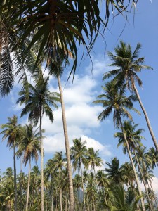 Idyllic coconut trees